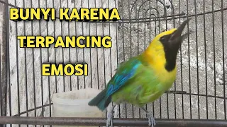 burung cucak ranting gacor bunyi karena terpancing emosi