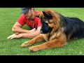 Download Lagu When Dogs Are Imitating Their Human 😂 Funny Dog and Human Videos