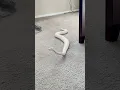 Lagu Ball Pythons are Hilarious