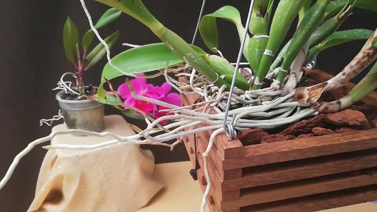 CUÁNDO Y CÓMO SEMBRAR O TRASPLANTAR UNA ORQUÍDEA CATTLEYA?
