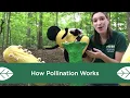 How Pollination Works
