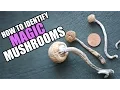 Drug Special This is How You Identify Magic Mushrooms