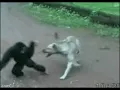 monkey Vs Dog gif original no