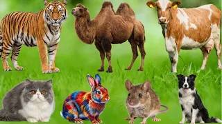 Compilation of cute farm animals: Cow, chicken, fish, dog, cat, rabbit - Animal sounds