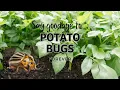 No More Potato Bugs Growing Potatoes Organically
