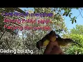 Download Lagu cara mudah menjebak burung Kolibri paruh panjang dan paruh pendek.