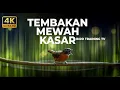 Lagu Tepus Kepala Abu Abu Gacor Panjang Masteran Viral Kasar Untuk Masteran Murai Batu dan Cucak Ijo