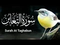 Download Lagu Surah taghabun amazing quran Kareem tilawat beautiful video سورۃ التغابن By Hafiz Javed 