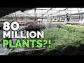 How To Grow MILLIONS of Plants a Year Plant Nursery Tour