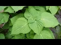 Download Lagu What's That Herb Ep09 - Korean Perilla (Kkaenip)