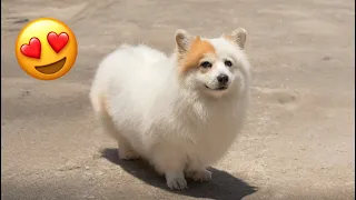Beeg Beeg Boi