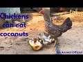 Chickens can eat coconuts