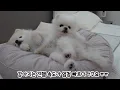 Download Lagu Een knobbel gevonden bij mijn hond! Waarom we geen operatie kunnen uitvoeren