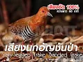 Download Lagu សំឡេងម៉ាន់ទឹក เสียงนกอัญชันป่าขาแดง Rallina eurizonoides sound
