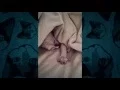 Funny Cat GIFs Reciting Famous Movies GIFs with sound