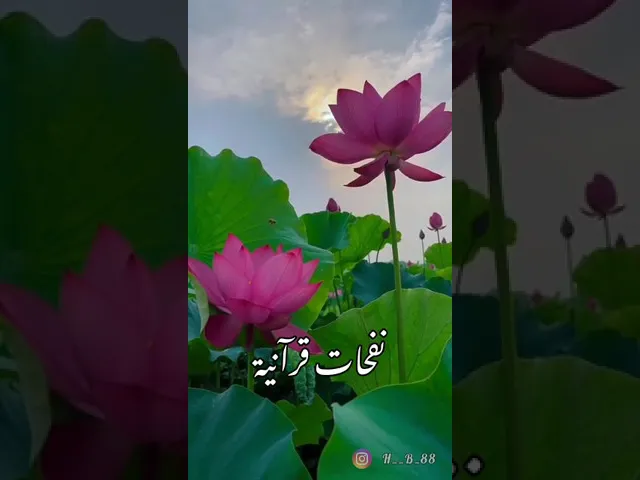 ⁣ستوريات قرآنية / بصوت القارئ حيدر محسن البزوني