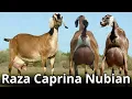 Anglo Nubian goat breed The best dual-purpose goat breed in the world