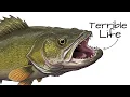 Download Lagu Why it Sucks To Be Born As a Walleye