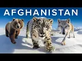 Download Lagu The Wildlife Enthusiast's Guide to Afghanistan
