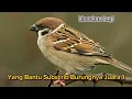 Download Lagu Siap Siap Di Lirik Juri !! Suara Kasaran Burung Gereja Tarung 