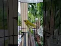 Pleci Nembak WitWit Ngalun