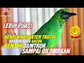 Lagu WAJIB PELAJARI❗MERAWAT  CUCAK IJO TROTOL HASILNYA LEBIH PUAS UTK JADIKAN LOMBA DAN JUARA||KICAUMANIA