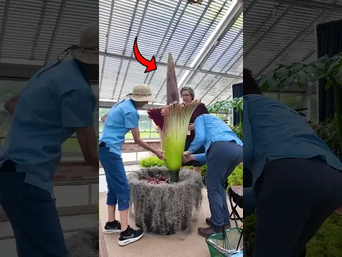 🌸 Why Did This Flower Need Surgery?! 😱