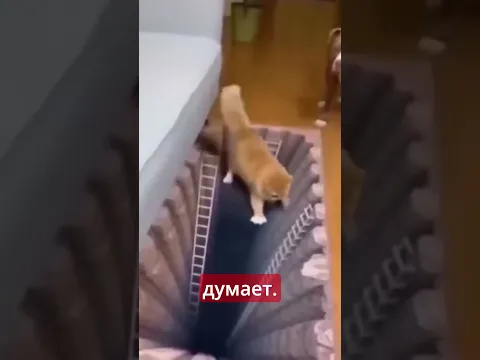 Этот ковёр обманул даже кота и собаку #кот #собака #иллюзия #животные #shorts
