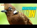Download Lagu MASTERAN CILILIN GACOR DURASI PANJANG