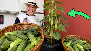 🥒PEPINO NO VASO! PRODUZINDO MUITO EM POUCO TEMPO!