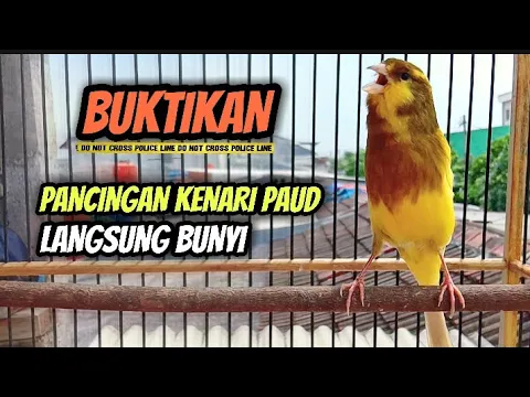 Download MP3 Pancingan Kenari Paud Agar Bunyi || Cocok Untuk Masteran Kenari Paud Belajar Bunyi