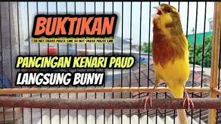 pancingan kenari paud agar bunyi cocok untuk masteran kenari paud belajar bunyi
