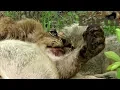 Download WildEarth mp4 3gp mp3 videos - waplic