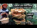 Download Lagu AYAM HUTAN, Jamur LIAR rasa daging  ayam , dan seabreg manfaatnya bagi  kesehatan  kita