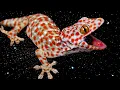 Download Lagu Suara Tokek Asli, Suara Tokek Yg Keras Seram, Sound of Tokay,Tắc Kè, เสียงตุ๊กแก..ร้องน่ากลัว *17