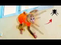 Download Lagu Pupu becomes Poki's trainer, helping him climb better.