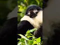 Download Lagu Uganda’s rare monkey -1