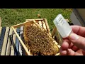 Download Lagu How the bees act when they reject the queen new beekeepers don't miss this