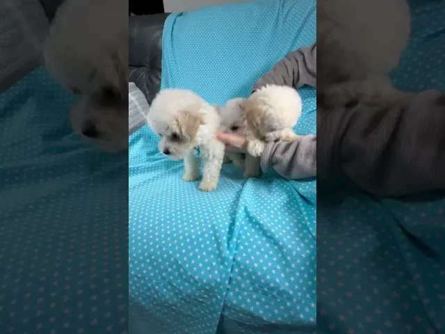 動画