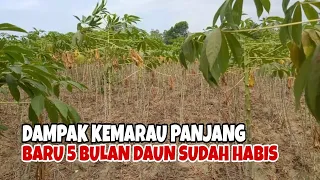 Kemarau Panjang Sangat Berdampak Terhadap Tanaman Singkong