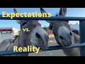 My expectations versus my reality - living with Donkeys