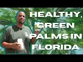 The Secret to Healthy Green Palms in Florida