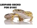 How To Get A Leopard Gecko With Cage Setup For 100