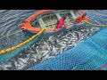 Download Lagu MASSIVE FISHING DAY!! 😳Billions Of BigTuna Caught In Purse Seine Net!! Fresh Tuna Cooking on Boat🍽️