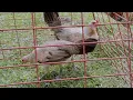 Personal Handpicks Pure Harold Brown Grey Pullets