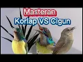Download Lagu Kolibri Kelapa VS Ciblek Gunung (full masteran)