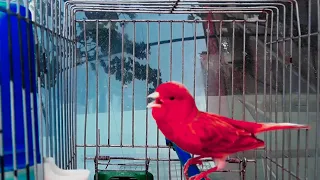 غناء ذكر كناري جبار يحفز الذكر ويهيج الأنثي لتزاوج قمة الابداع لتسميع الفراخ 