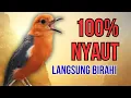 Download Lagu DIJAMIN !! PASTI IKUT BUNYI !! SUARA ANIS MERAH GACOR PANCINGAN TERCEPAT BIKIN BUNYI GACOR