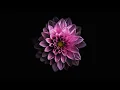 Sleep Token - Emergence (Blanke Flip)