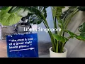 Download Lagu Life in Singapore | Naga House, KBBQ, Celebrating my bro's birthday